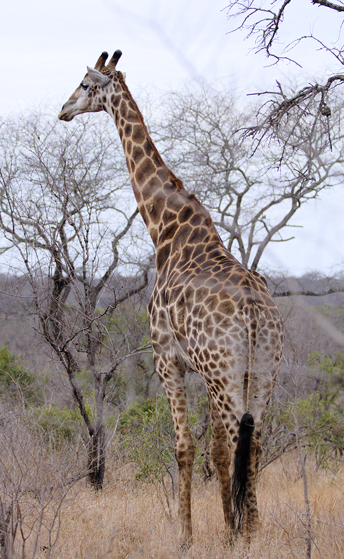 Adult giraffe